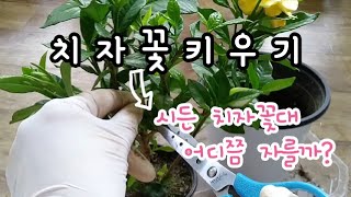 치자 꽃 나무 키우기 /꽃 치자나무와 열매 치자나무 /시든 치자꽃대 어디쯤 가지치기할까?