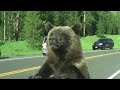 Yellowstone Grizzly Bear - Attacks Car