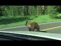 Yellowstone Grizzly Bear - Attacks Car