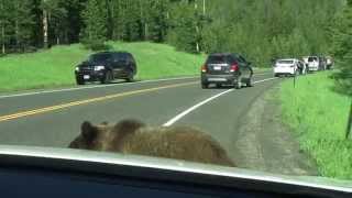Yellowstone Grizzly Bear - "Attacks" Car