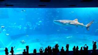 2016.4 沖繩 美麗海水族館  縮時攝影