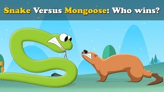 Snake vs Mongoose, who wins? + more videos | #aumsum #kids #science #education #children