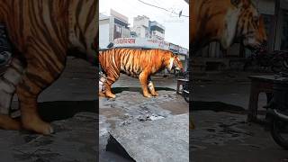monster tiger  ||😱😱 very big tiger || #viral shorts