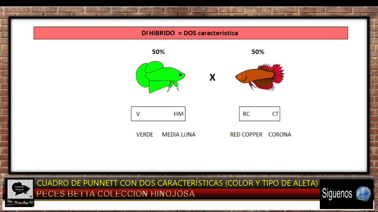 Cuadro De Punnett Con Dos Características (color Y Tipo De Aleta) - YouTube