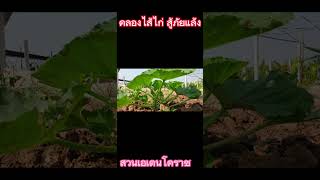 คลองไส้ไก่ ในพื้นที่ดินทราย#คลองไส้ไก่สู้ภัยแล้ง #เกษตรอินทรีย์ #ผักอินทรีย์