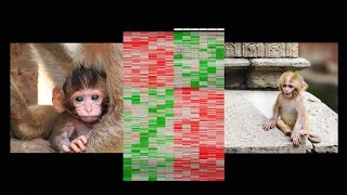 How early life experience is written into DNA | Moshe Szyf