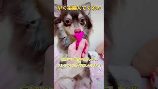 流血する程本気噛みしてきてた犬に久しぶりに噛んでもらいたいドM飼い主w【極小チワワ子犬】噛み癖に困ってる方、服従訓練動画公開してるんで気になる方は是非☆#shorts #tiktok