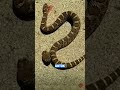 kepala ular yang terputus tetap menggigit shorts snake education