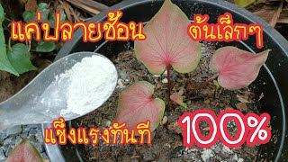 พบแล้ว! เพียงปลายช้อน บอนสีต้นเล็กๆแข็งแรงทันที​ แทงหลอดเร็ว เห็นผลจริง 100% สาคู Channel byแม่จิ๋ม