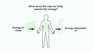 Total Daily Energy Expenditure