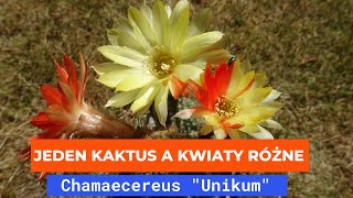 Moje kaktusy #2 CHAMAECEREUS \