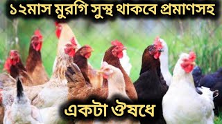 ১টা ঔষধে মুরগি সুস্থ রাখার সহজ উপায় ২০২৪। মুরগি একটাও মরবে না