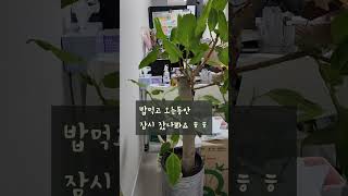 문 앞에서 하염없이 기다리는 망고 #shorts