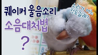 블루 퀘이커 앵무새 소리와 퀘이커 소음 대처법! quaker parrot noise