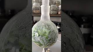 Lemongrass Steam Distillation