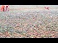 Dalton's rip gathering wheat pasture cattle