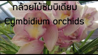 Cymbidium orchids in Thailand กล้วยไม้สกุลซิมบิเดียม ทรงพุ่ม ใบและดอกสวย บานทนนาน