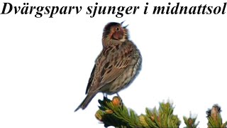 Catching The Little Bunting's Midnight Serenade - Wildlife Filmmaking Nature. / Wildlifefilmmaking