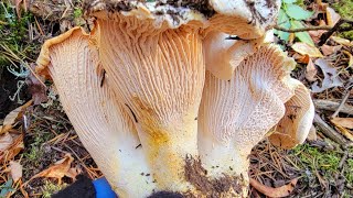 Cùng DIY Chat đi săn nấm rừng, Bội thu với nhiều ổ nấm Mồng Gà mập ú 🇨🇦1289》Finding Matsutake 松茸 송이