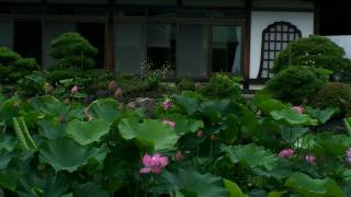 蓮の花咲く鎌倉・光明寺