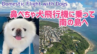 Tokyo to Ishigaki flight with 3 Pekingese Dogs 犬3匹と東京から石垣島へ 南の島の離島に辿り着いた運命とは