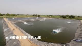 P Line Shrimp Farm in Punjab | Liner pond | Shrimp Liner Pond |