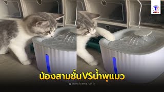 น้องสามชั้นVSน้ำพุแมว | PETพาเพลิน