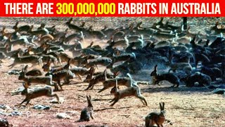 Why don't they eat wild rabbits in Australia? They have millions of them! The reason is surprising…