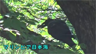 【マリンピア日本海】ペンギンのおこぼれを頂戴するカラス