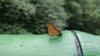 Gossamer-Winged Butterfly is rubbing wings (Heliophorus ila matsumurae) 紅邊黃小灰蝶摩擦翅膀