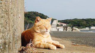 【猫の島　Cat Island】福岡県新宮町　相島（あいのしま）