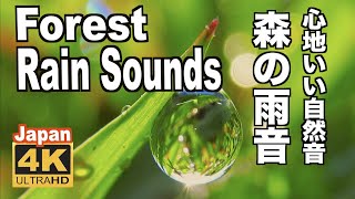 4K 雨の音（梅雨）雨の森 雨音 Forest Rainy Piano \u0026 Rain Sounds Relaxing rainy season  リラックス  自然音 リラクゼーション Healing