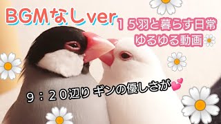 【文鳥】BGMなしver／15羽と暮らす日常☆ギンのケンカ仲裁シーン♪