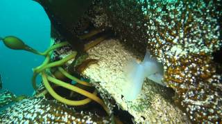 Tons of Lion's Mane Sea Slugs, Melibe Leonina