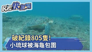 破紀錄805隻 小琉球被海龜包圍－民視新聞