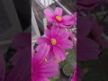 home gardening🏡 winter cosmos flowers like share subscribe 🌸🌼🌸👍💕💕