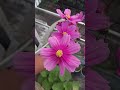 home gardening🏡 winter cosmos flowers like share subscribe 🌸🌼🌸👍💕💕