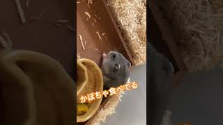 かぼちゃを食べるハムスター #ハムスター #ハムスターのいる生活 #癒し