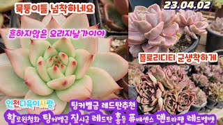 인천다육이사랑(4)초*가이야/파격가.짚시금.레드탄.홍등.퓨베센스.아악무.화이트엔젤.팅커벨금.레드탄.할로윈철화.올리비아.레드벨벳.복랑금.플로리디티.덴트라쨈.까라솔