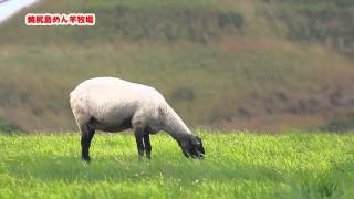 焼尻めん羊牧場に放牧される羊たち @北海道羽幌町 Haboro Yagishiri Is. Sheep farm, Hokkaido