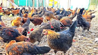 Free Range Desi Poultry Costing \u0026 Profit Margin