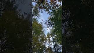 Falling leaves with relaxing river sounds