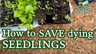 4 Common Seedling Issues Even Pro Gardeners Make & How To Save Your Plants