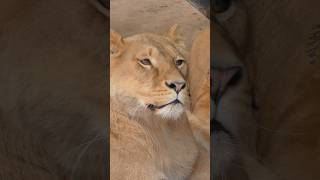 【旭山動物園ライオン】いつも頑張っているイオちゃんへ#旭山動物園#ライオン#オリトファミリー#イオ