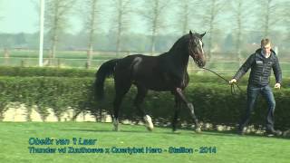 Obelix van 't Laar (Thunder vd Zuuthoeve x Querlybet Hero) - Stallion - 2014