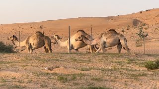 Camel l Ras Al Khaima road trip