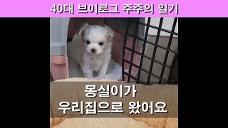 (40대 일상 VLOG) 강아지 말티즈를 키우기 시작했어요. 오늘 강아지를 데리고 온 첫날 이예요^^