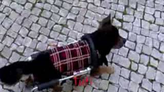 Dog Locomotion -Tufi