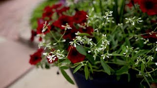 Testing Diamond Mountain Euphorbia in a Container 🌿 // Garden Answer