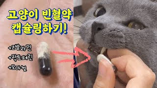 묘르신 고양이 빈혈약 캡슐링하는 방법! 캡슐약 보관꿀팁까지 대방출🎉 모아철 플러스, 락토페린, 코발라민 캡슐링